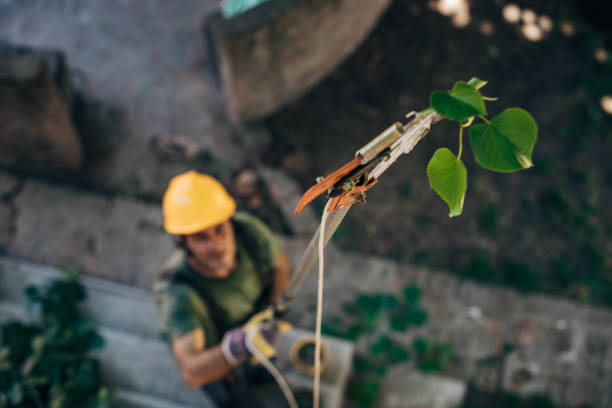 How Our Tree Care Process Works  in  Kerrville, TX